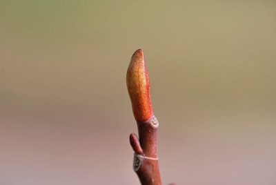 Liriodendron x Chapel Hill - liliovník čínský x tulipánokvětý - zimní pupen